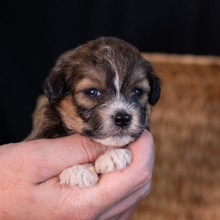teddy bear puppies near me pa