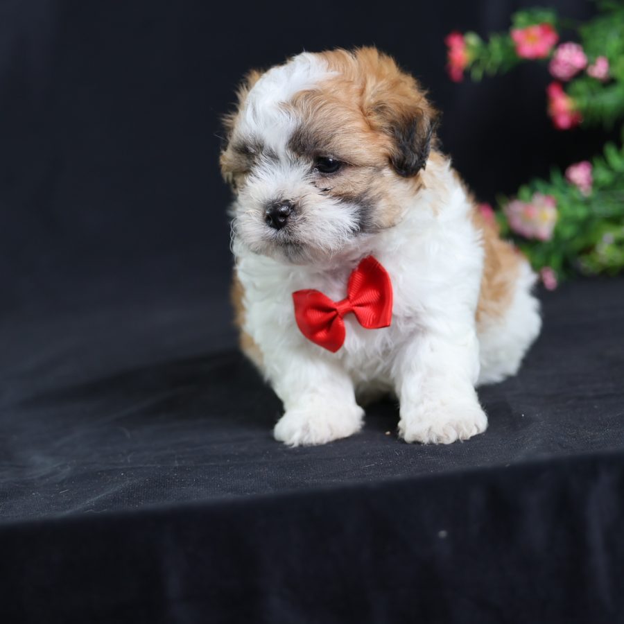 teddy bear puppies near me