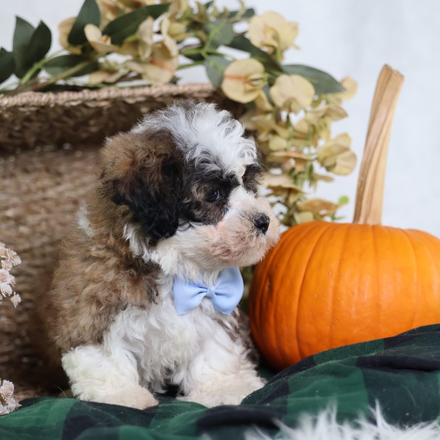 teddy bear puppies near me