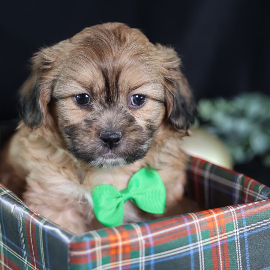 teddy bear puppies near me