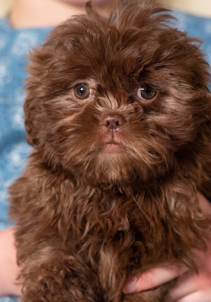 teddy bear puppies near me