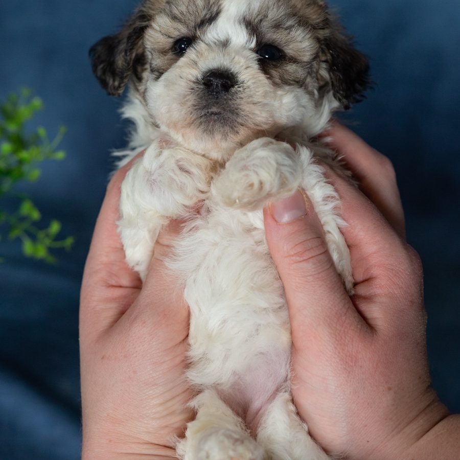 teddy bear puppies near me