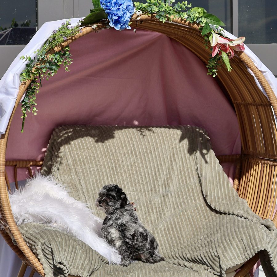 teddy bear puppies near me