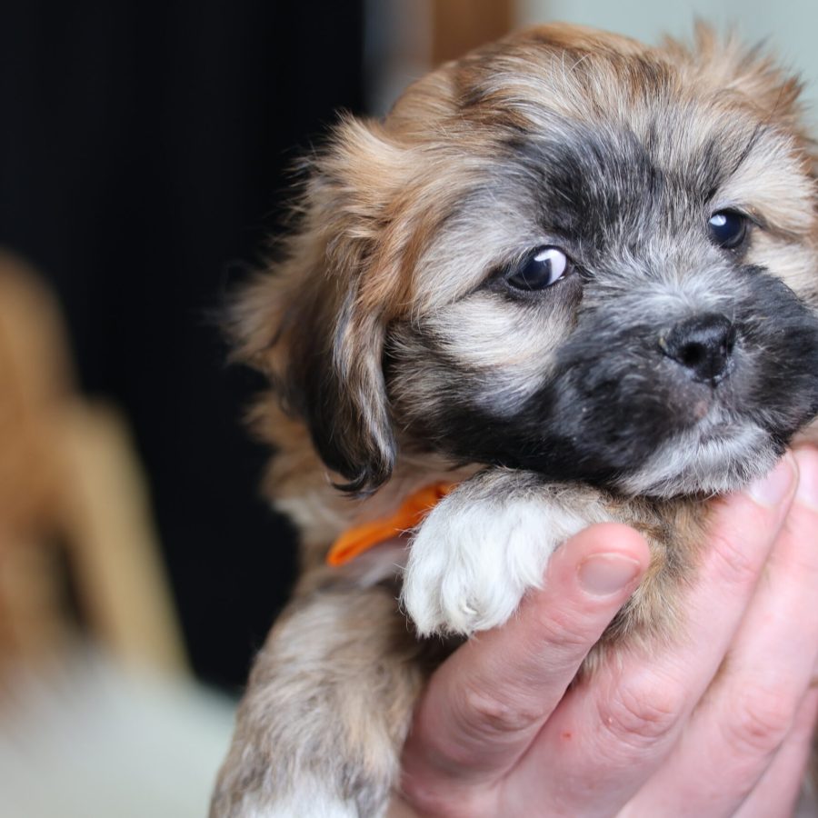 teddy bear puppies near me