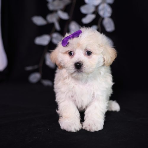 teddy bear puppies new jersey