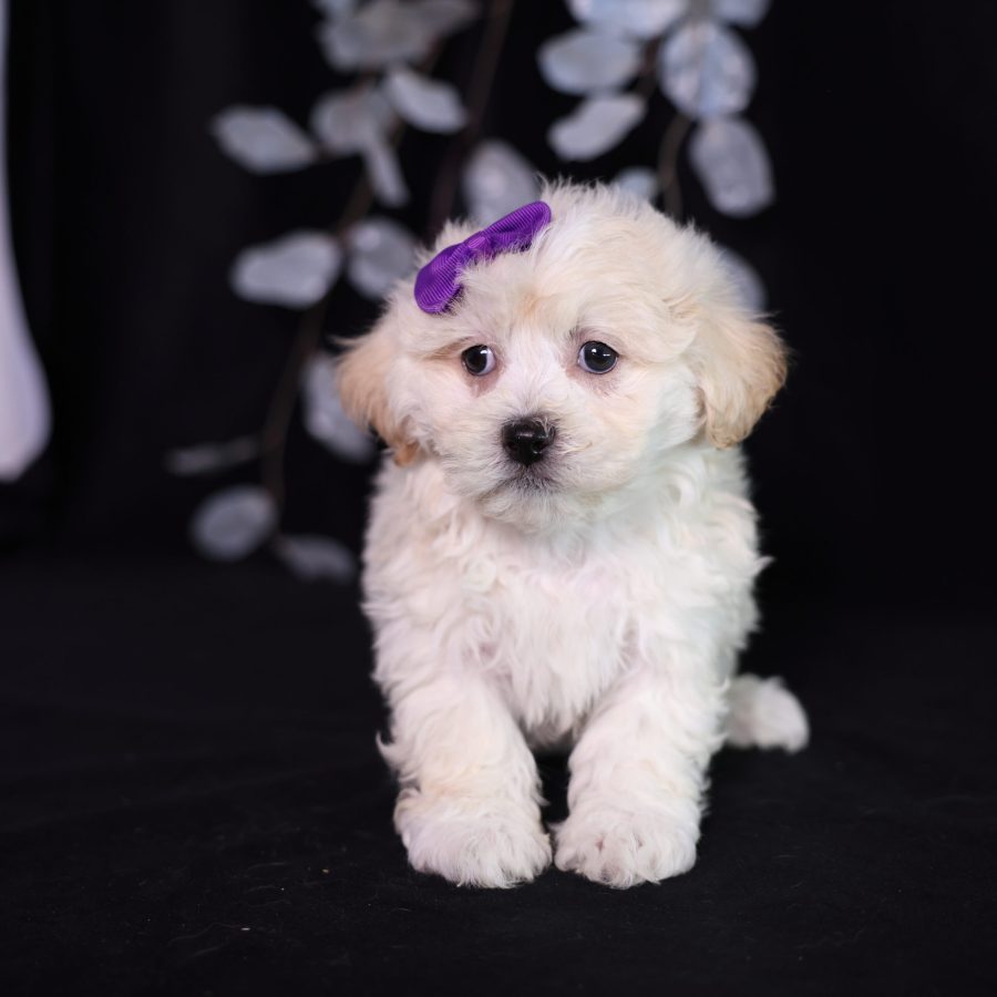 teddy bear puppies new jersey