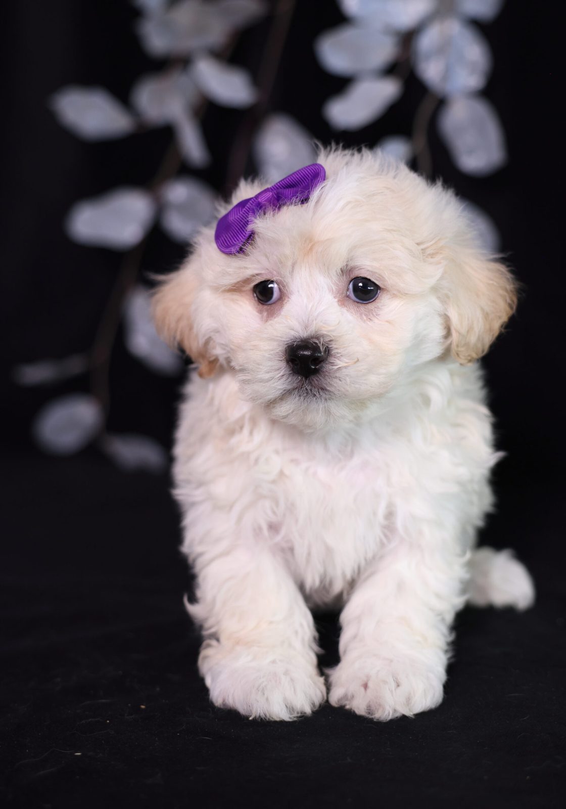 teddy bear puppies new jersey