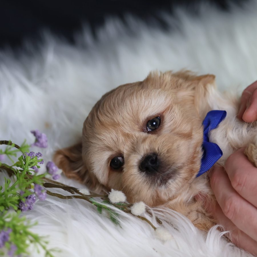 teddy bear puppies pa