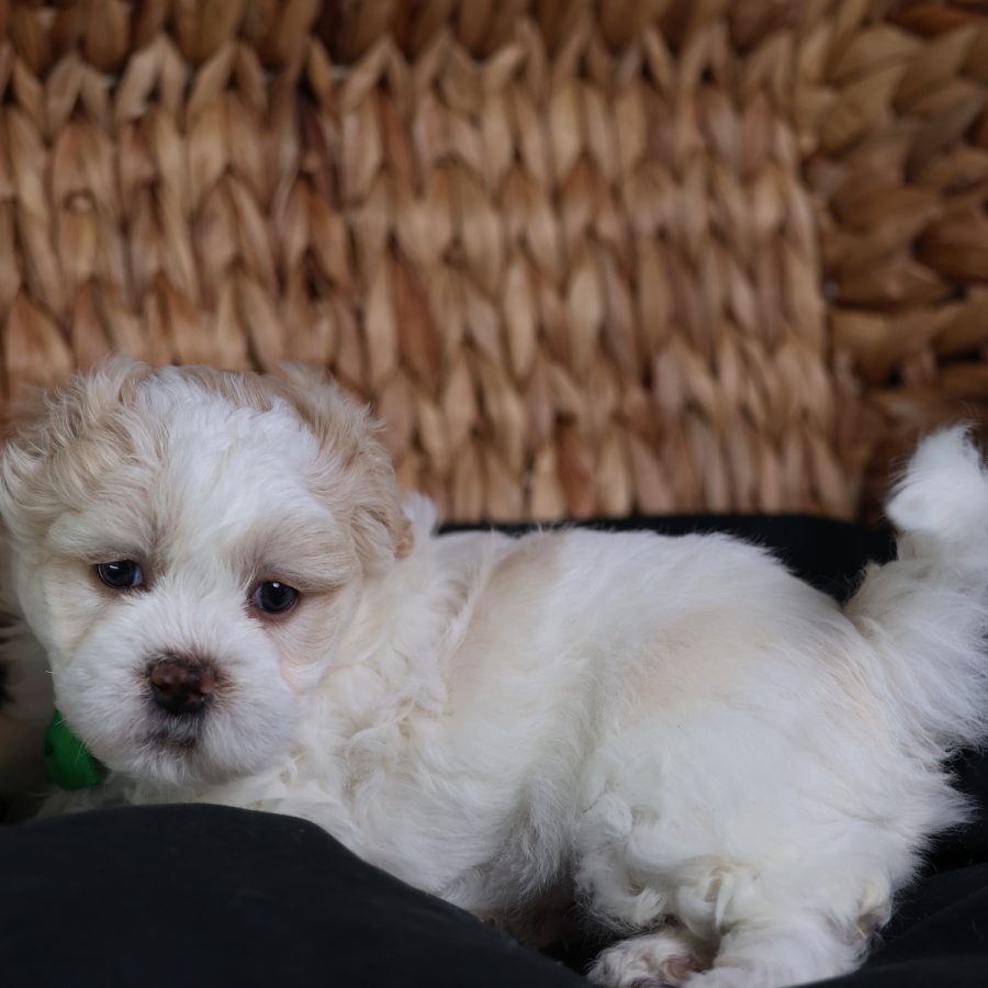 teddy bear puppies pa