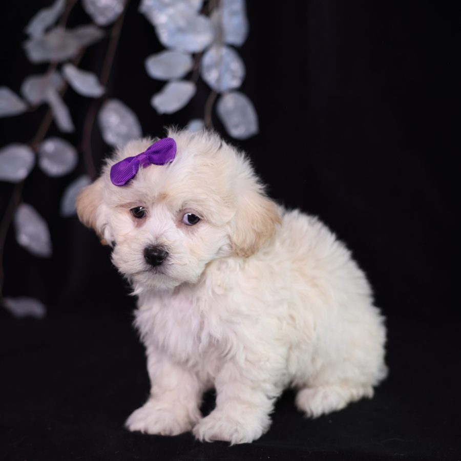 teddy bear puppies pa