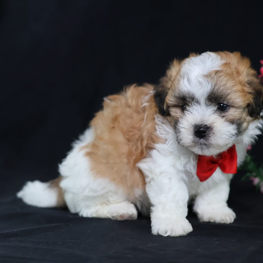 teddy bear puppies