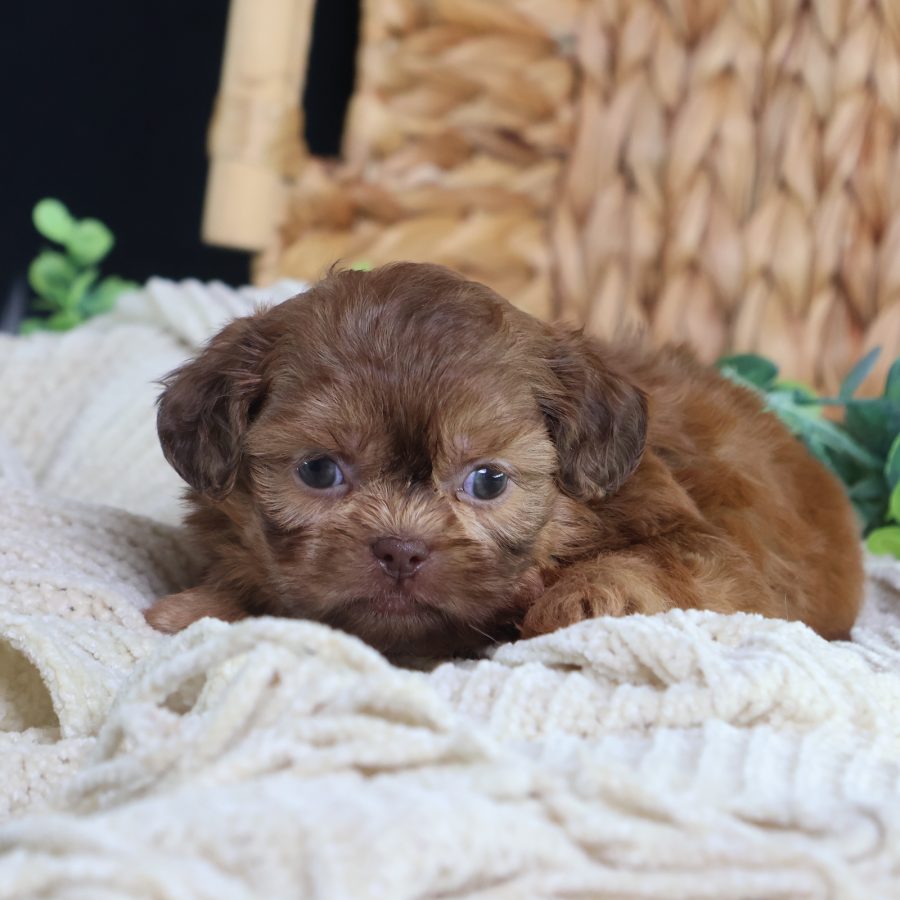 teddy bear puppies