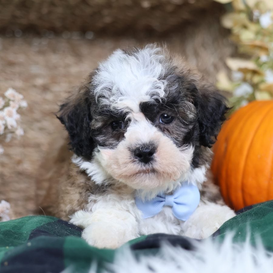 teddy bear puppies