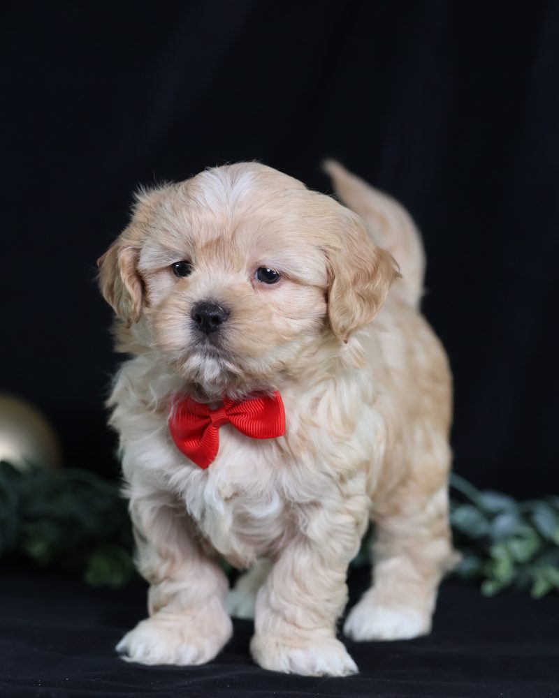 teddy bear puppies
