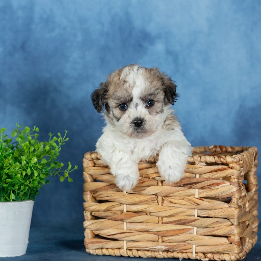 teddy bear puppies
