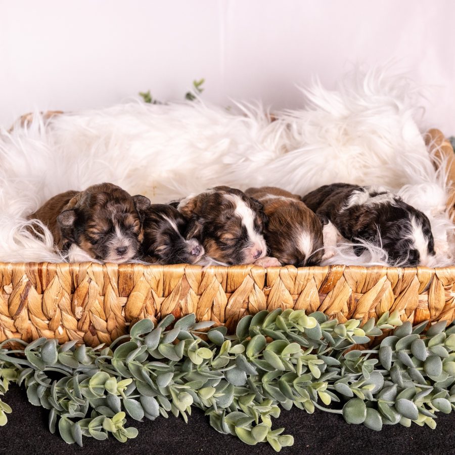 teddy bear puppies