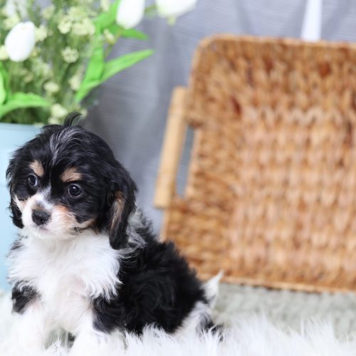 teddy bear puppies sale