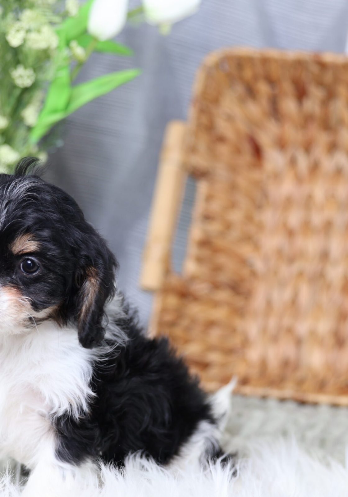 teddy bear puppies sale