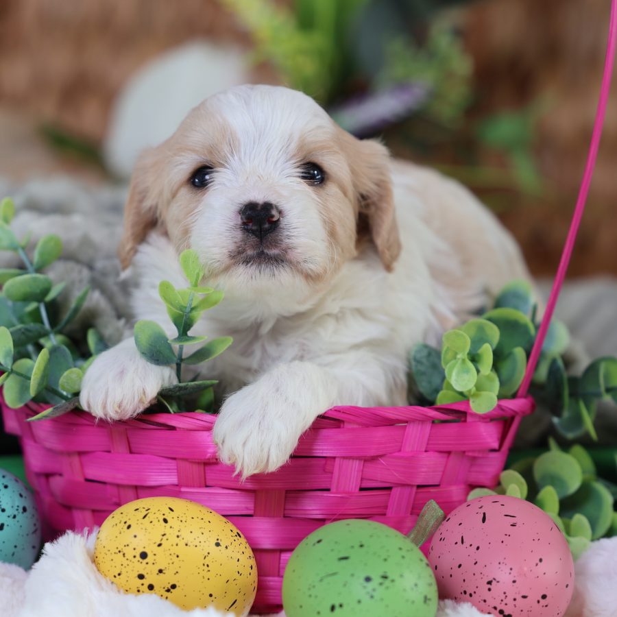 teddy bear puppies sale