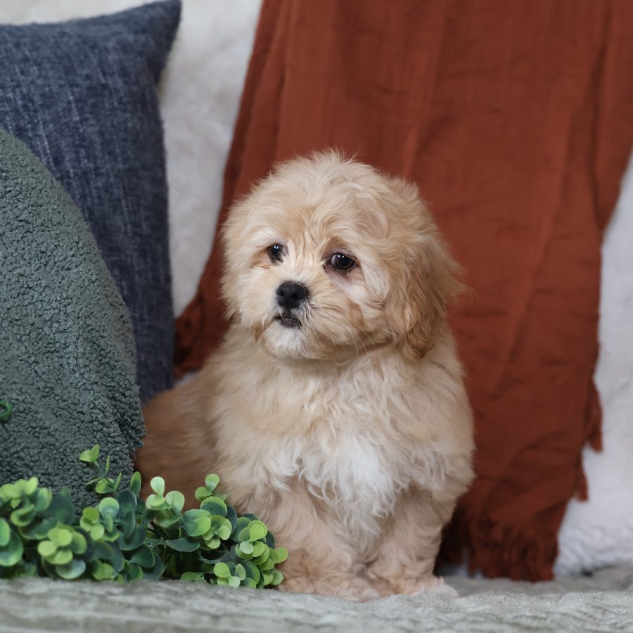 teddy bear puppy