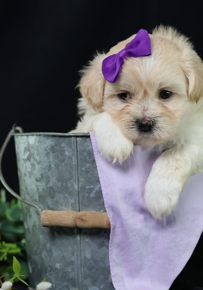teddy bear puppies sale