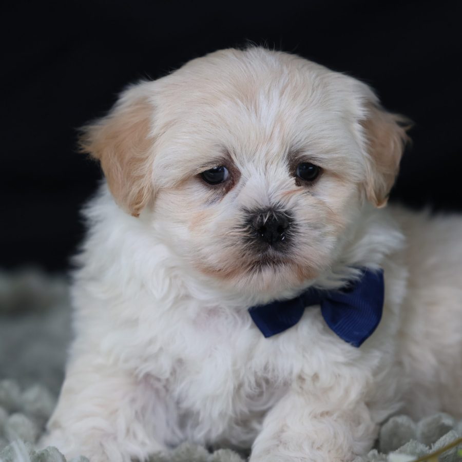 teddy bear puppies