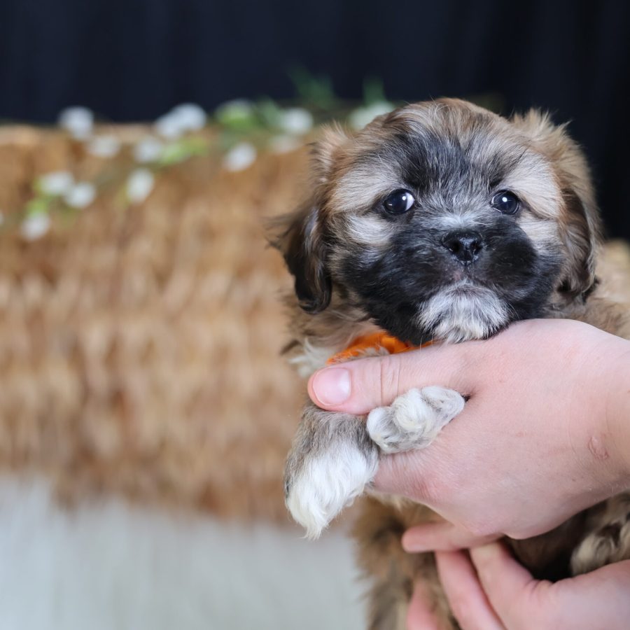 teddy bear puppies