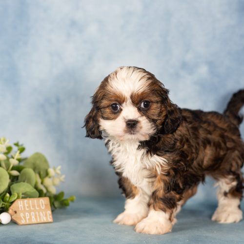 teddy bear puppies