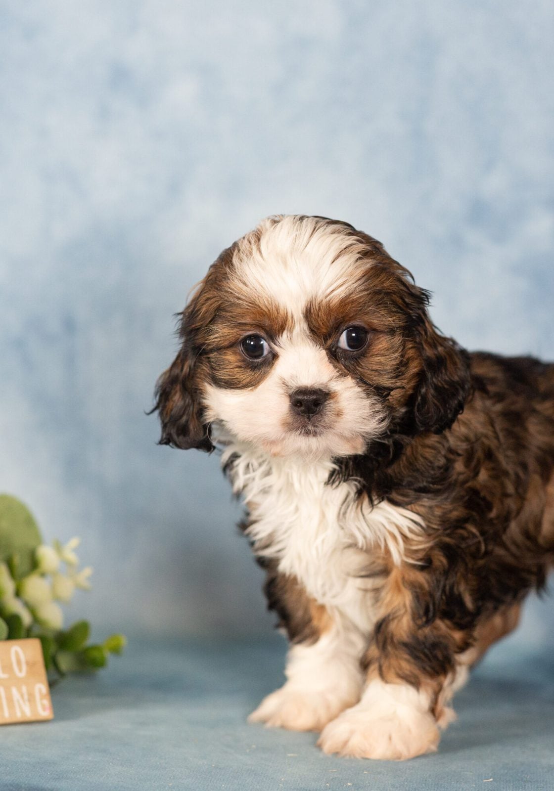 teddy bear puppies