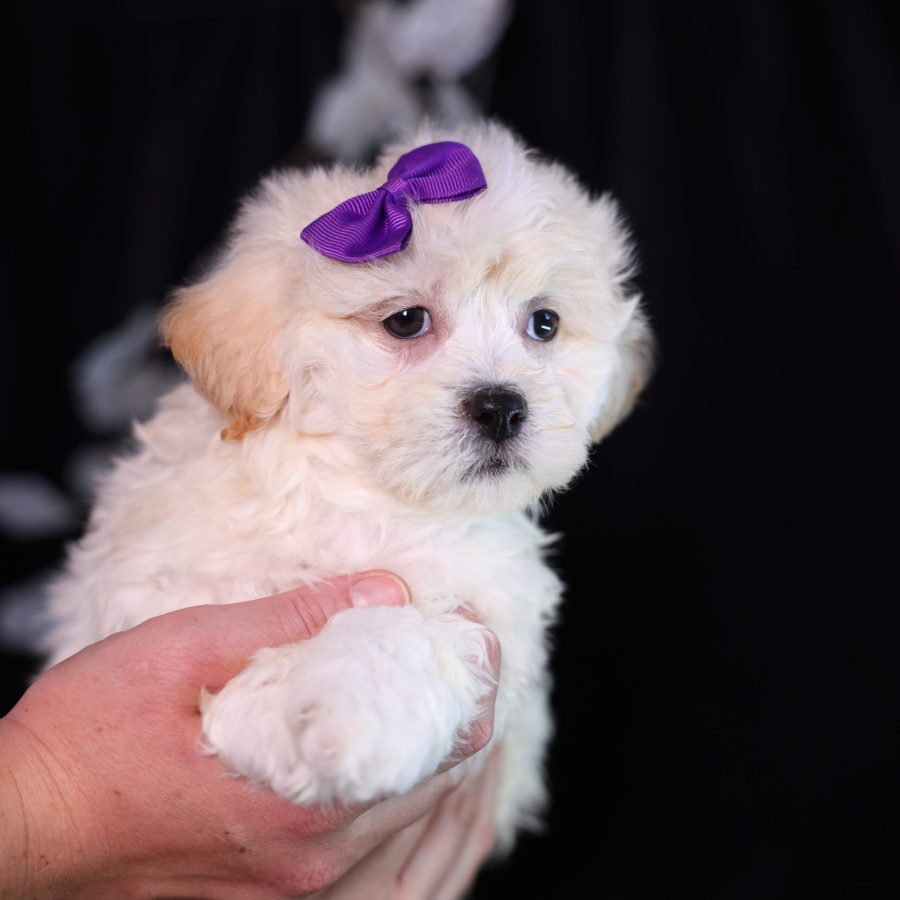 teddy bear puppies