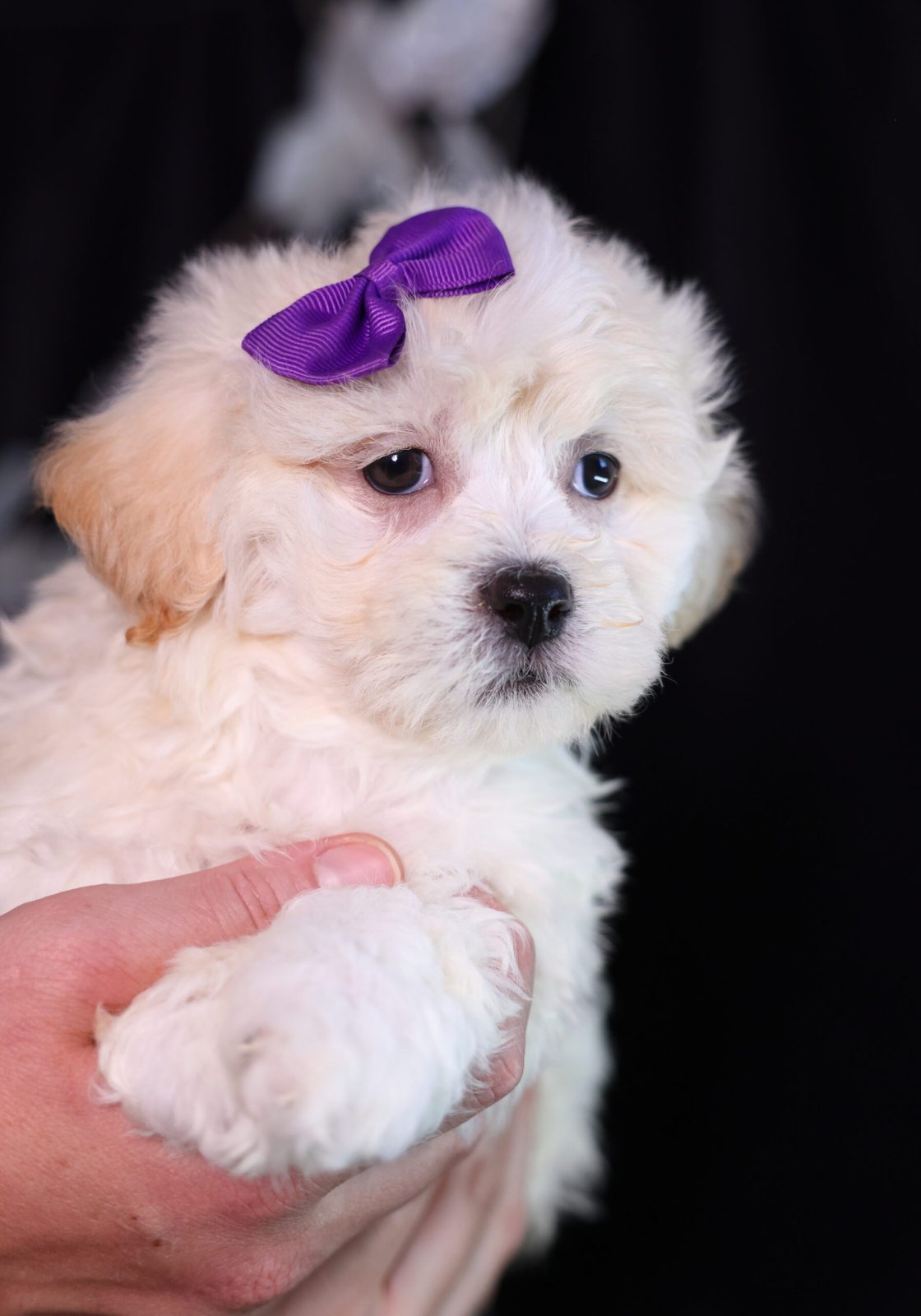 teddy bear puppies