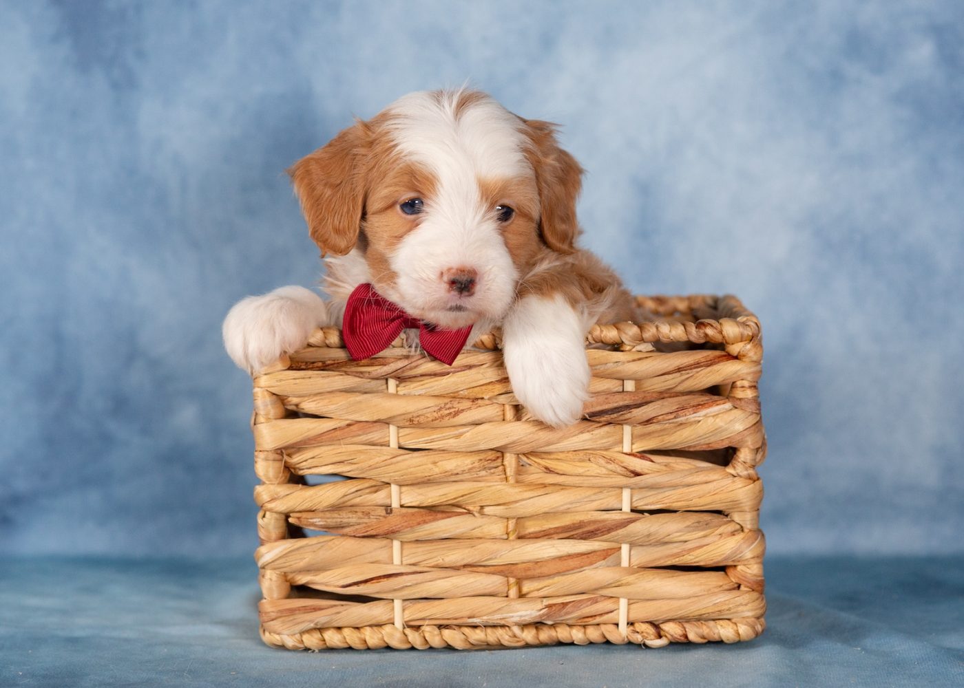 micro bernedoodle lancaster pa