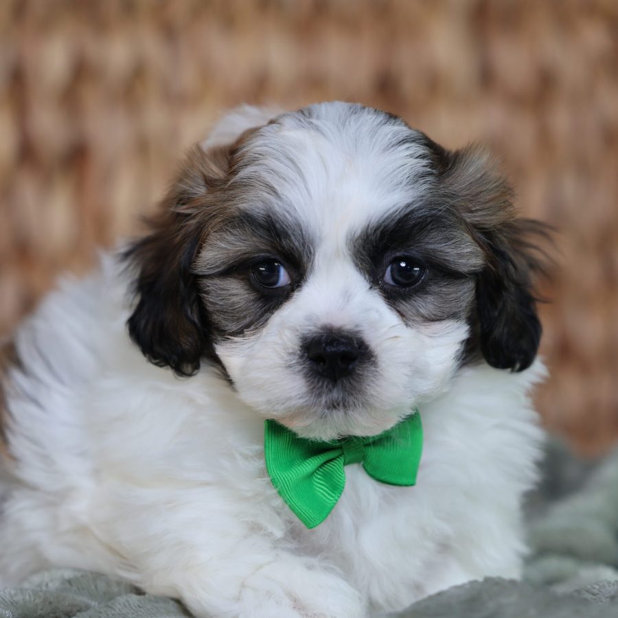 teddy bear puppy