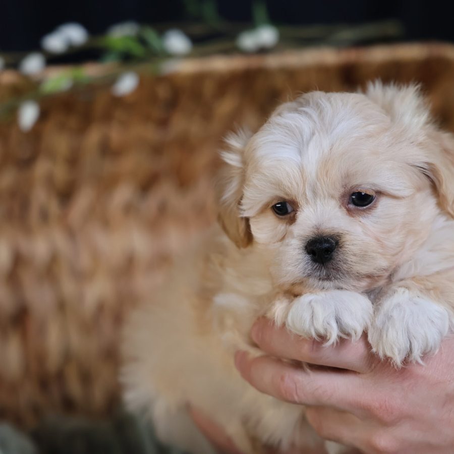 teddy bear puppy