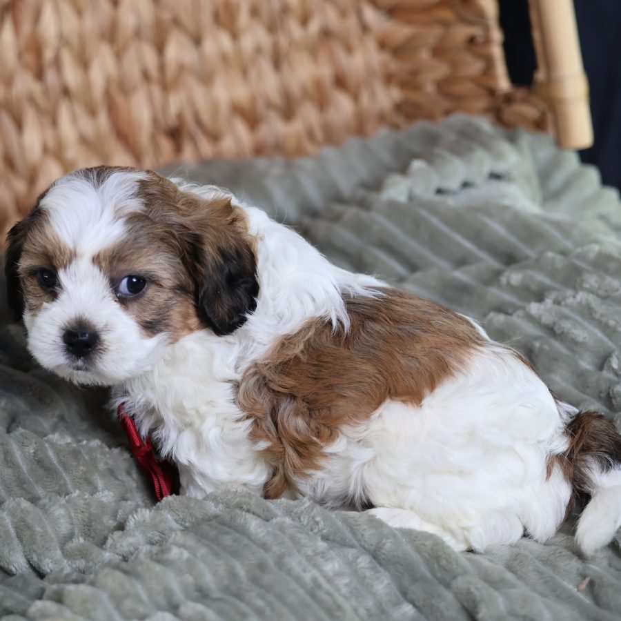 teddy bear puppy