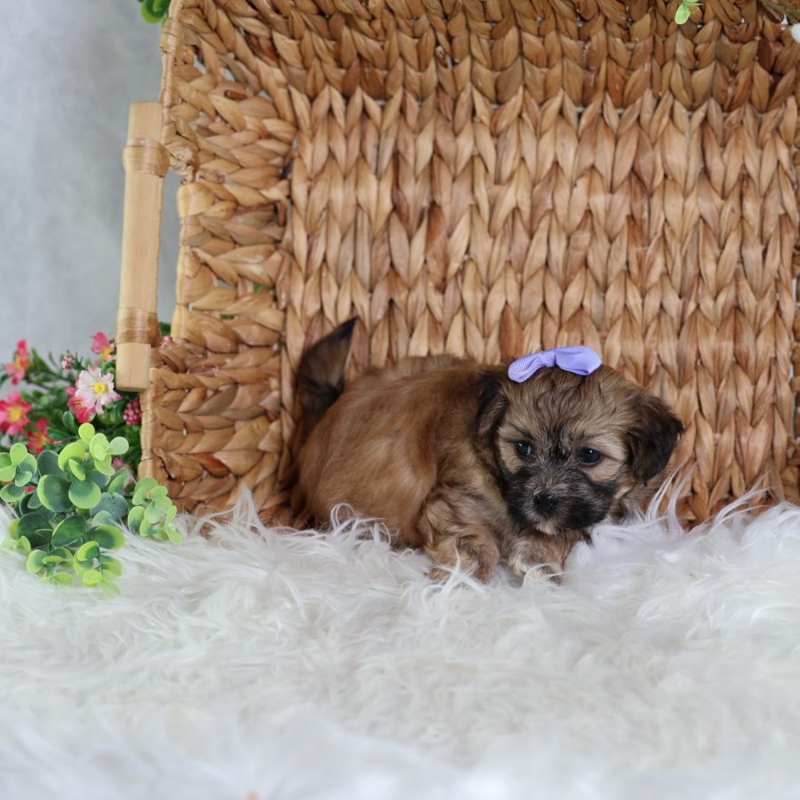 teddy bear puppy
