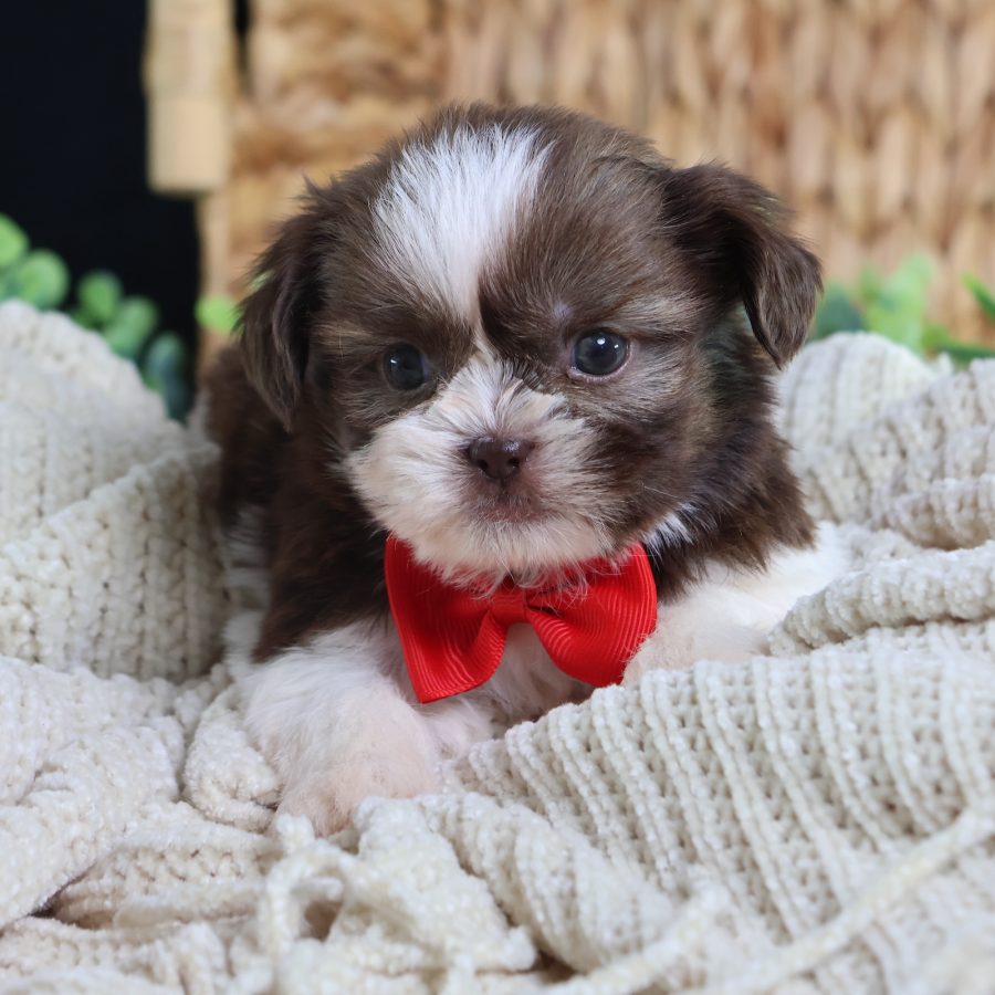 teddy bear puppy