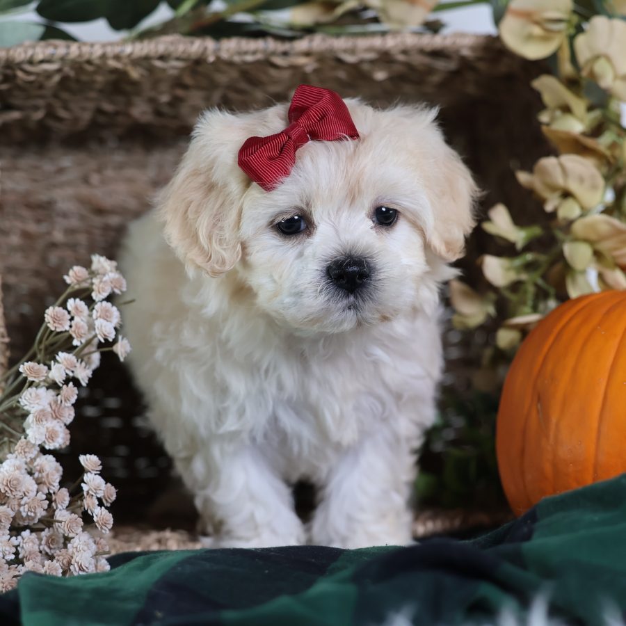 teddy bear puppy