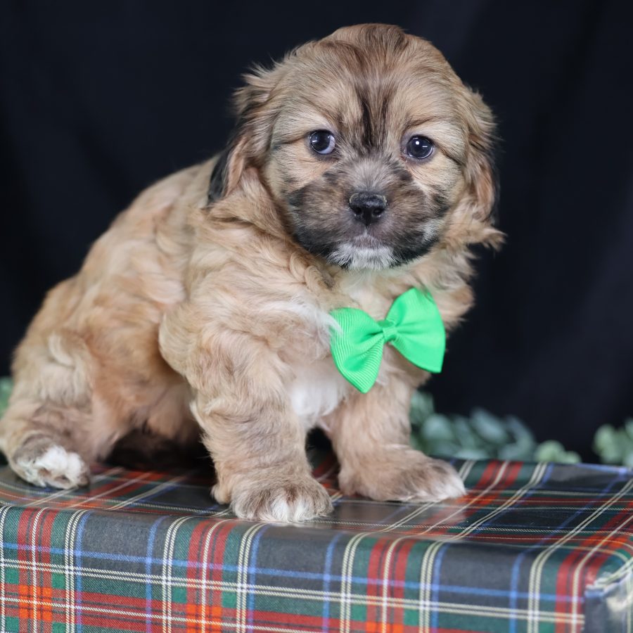 teddy bear puppy