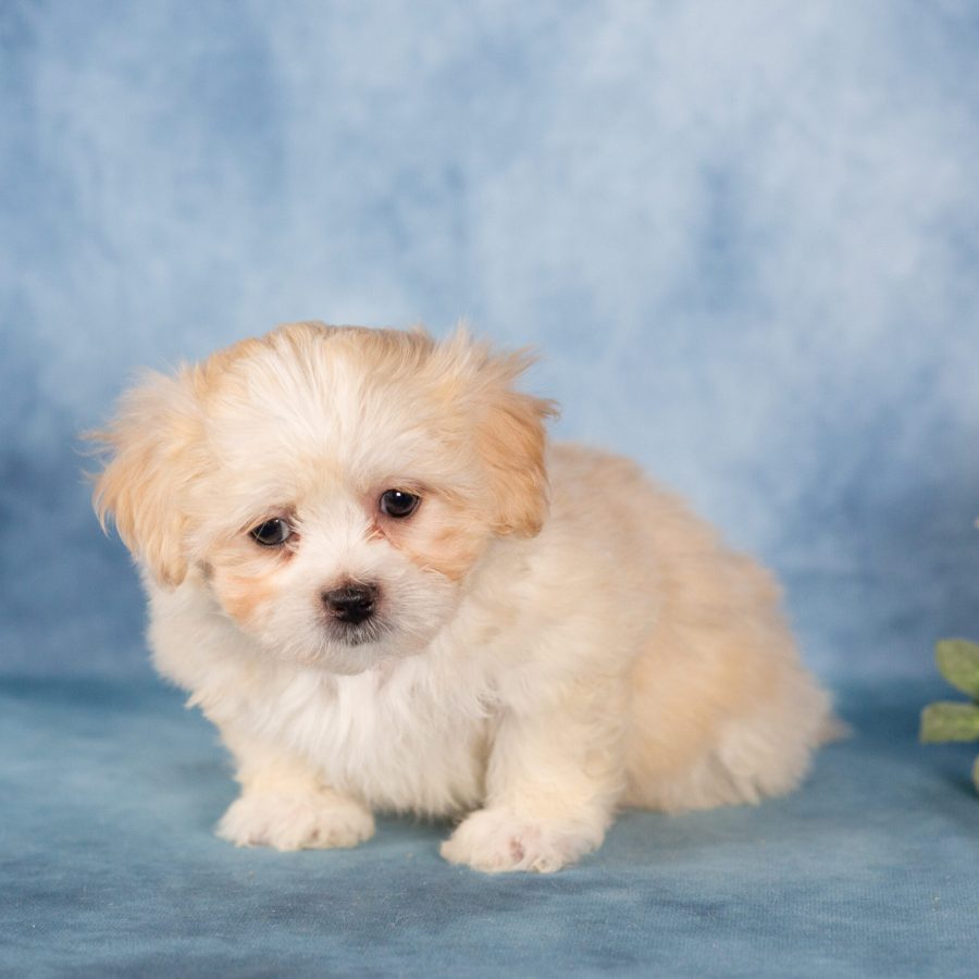 teddy bear puppy