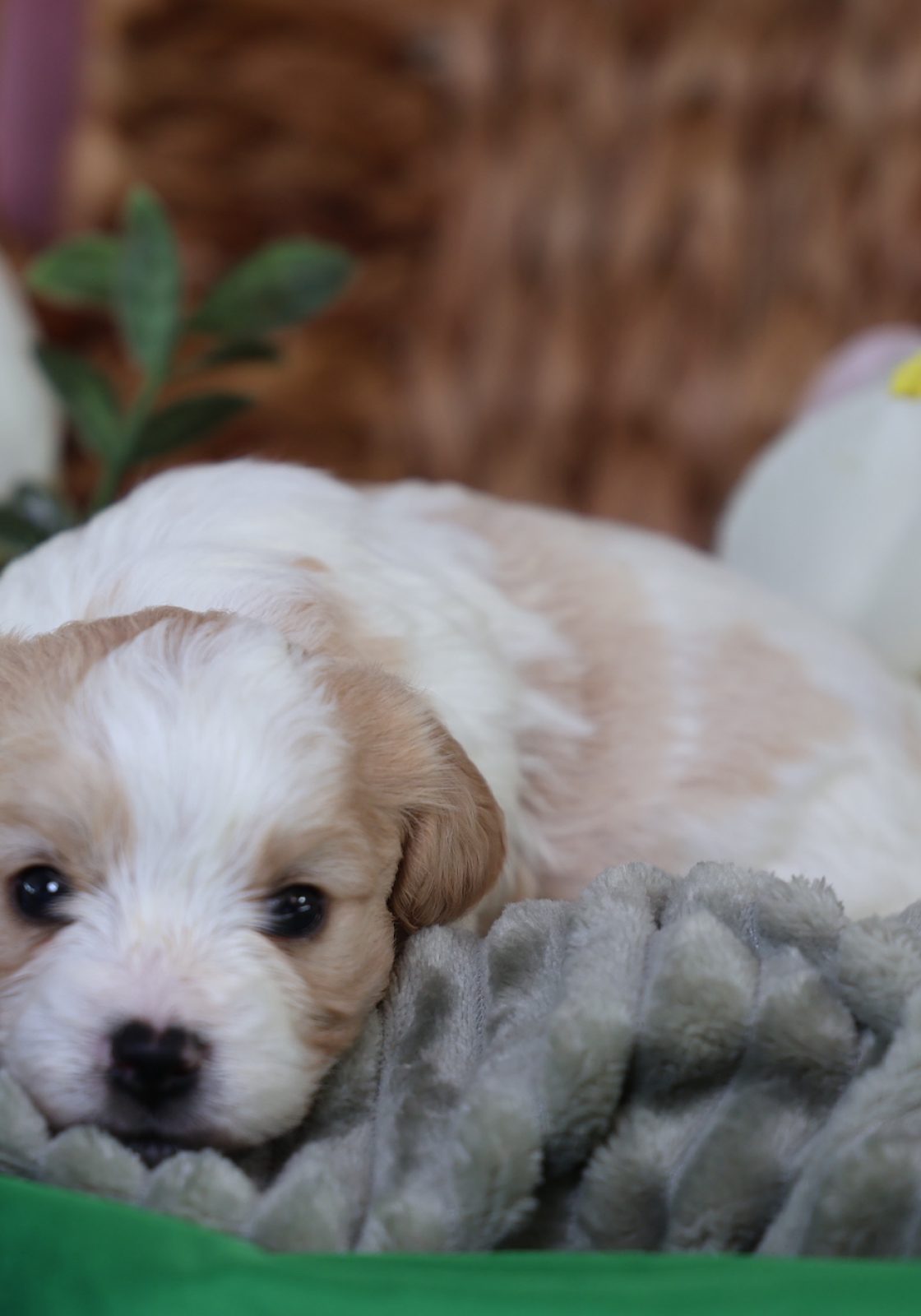 teddy bear puppy