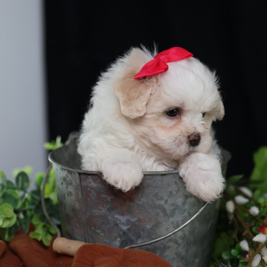 teddy bear puppy