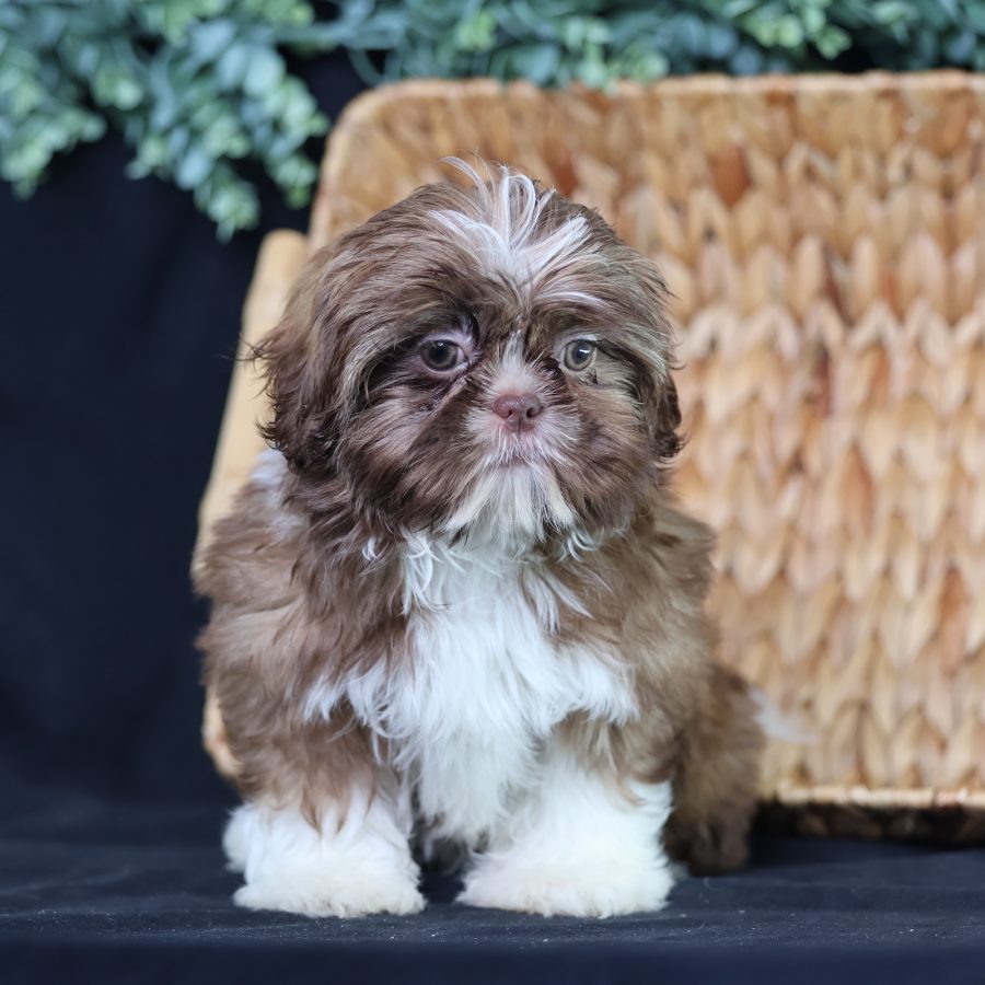 teddy bear puppy