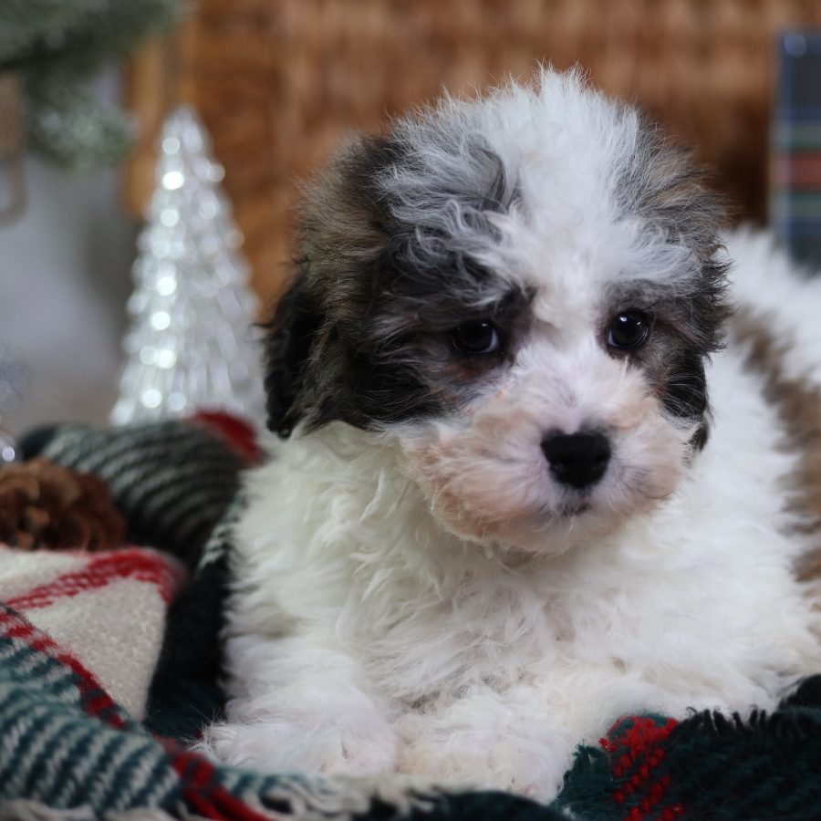 teddy bear puppy