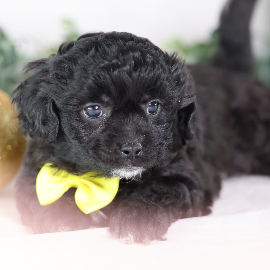 teddy bear puppy