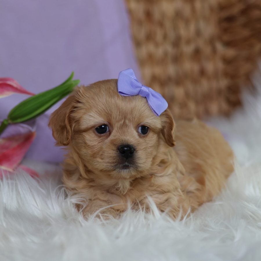 teddy bear puppy