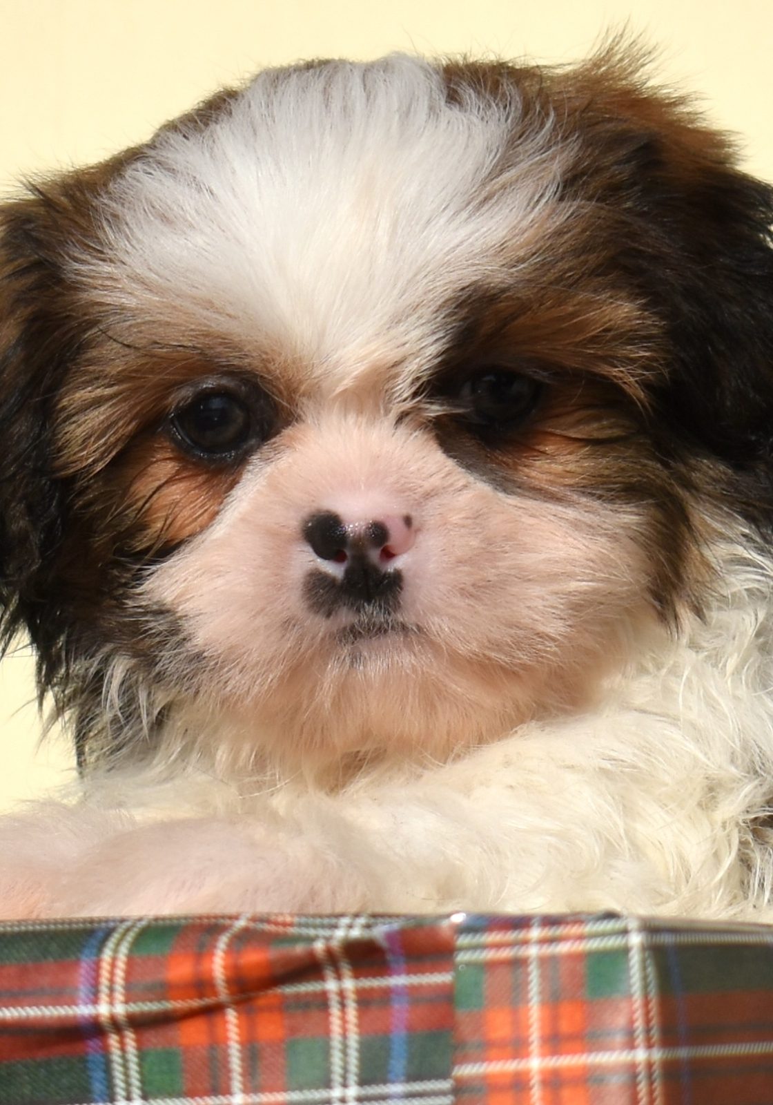 teddy bear puppy