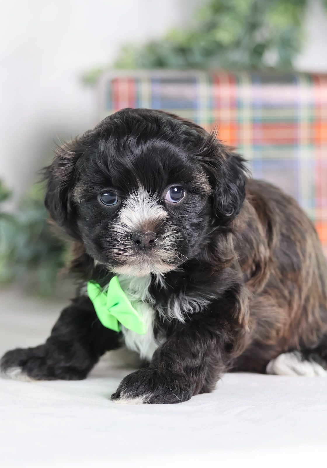 teddy bear puppy