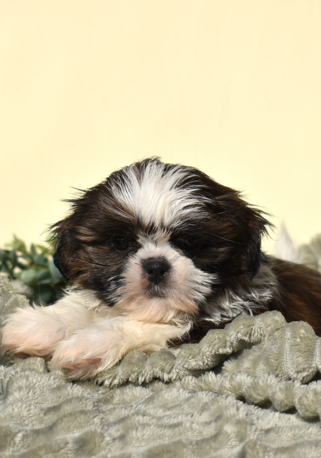 teddy bear puppy