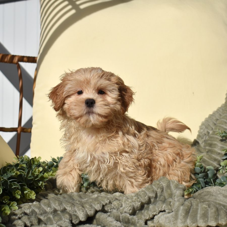 teddy bear puppy